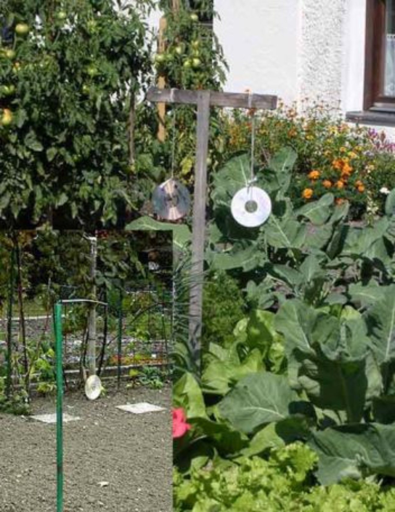 Tipp: Clever gehängte CDs vertreiben die scheissenden Tauben aus dem Garten