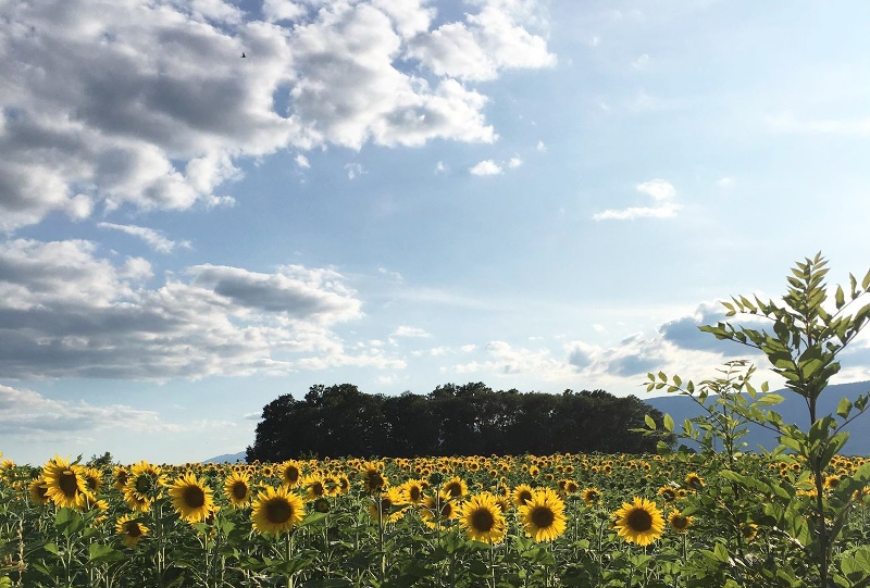 Sommerpause beim RFV Basel © 2019 Chrigel Fisch